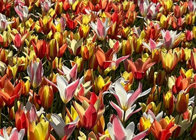 BIO Tulipa Clusiana Super Mix