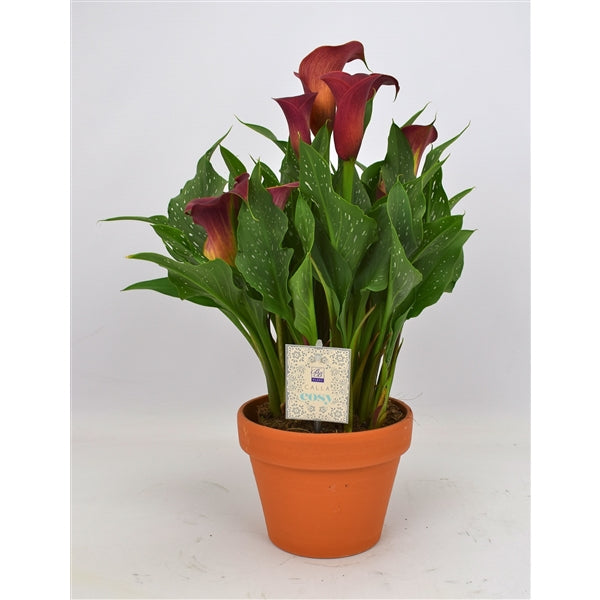 BIO Calla Hawk Eye