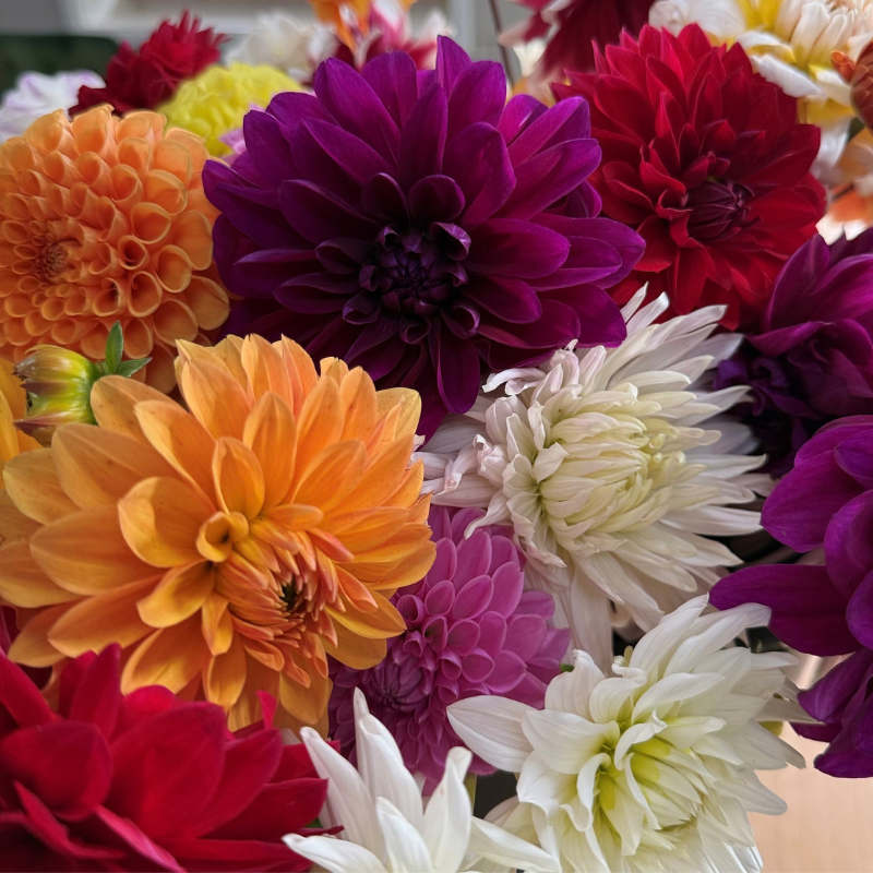 BIO Dahlia Verrassingsmix