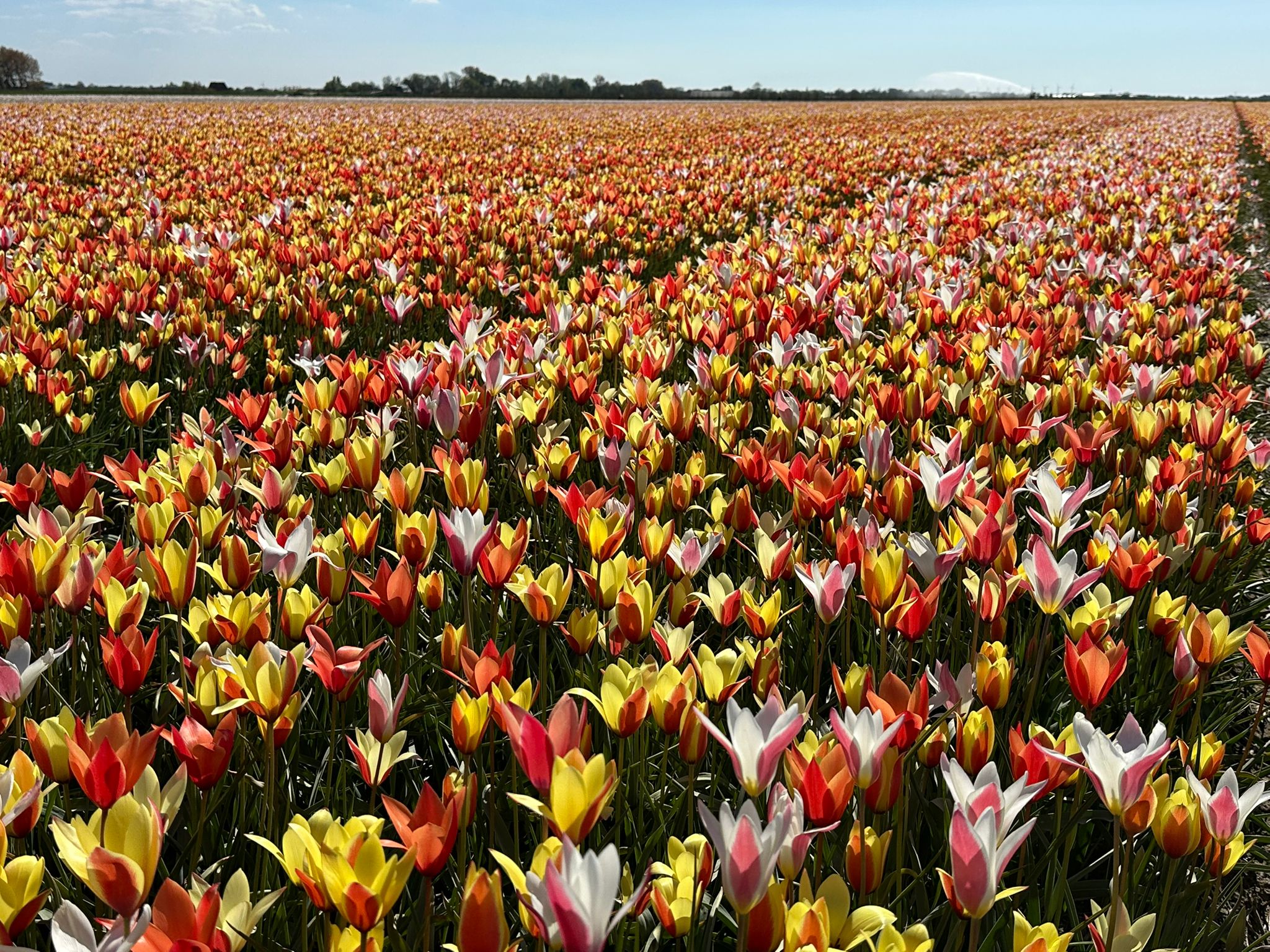 BIO Tulipa Clusiana Super Mix