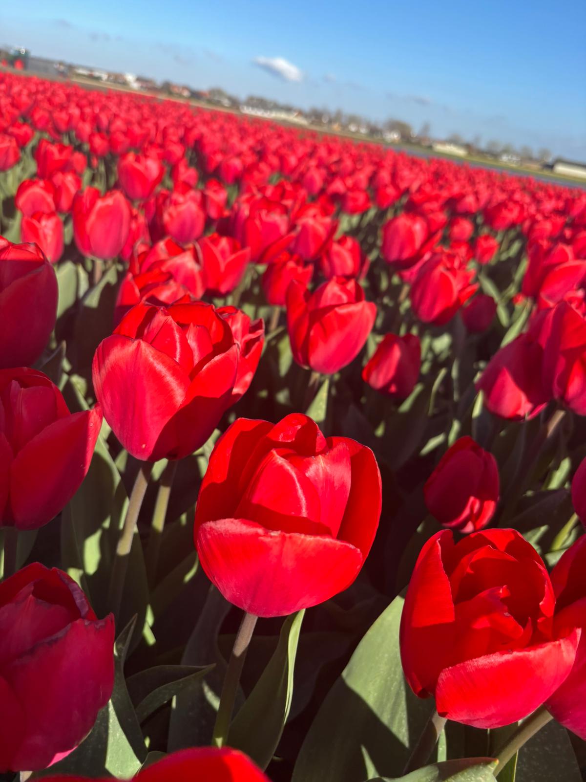 BIO Tulipa Superhero