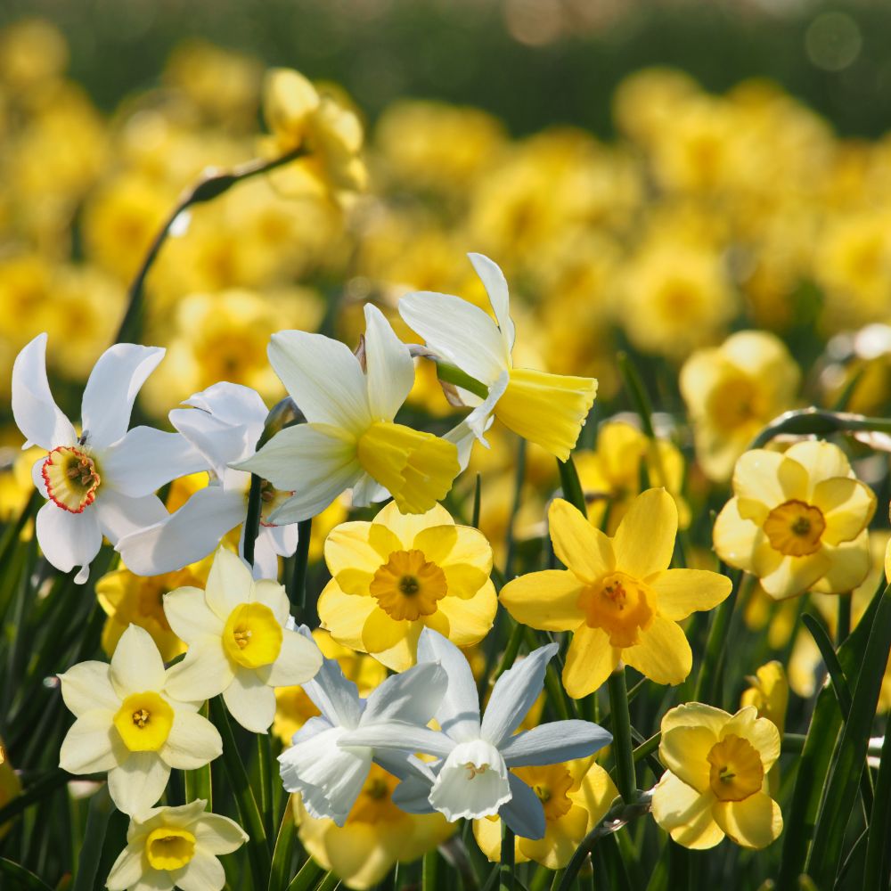 Bio Vrolijke Narcissenmix
