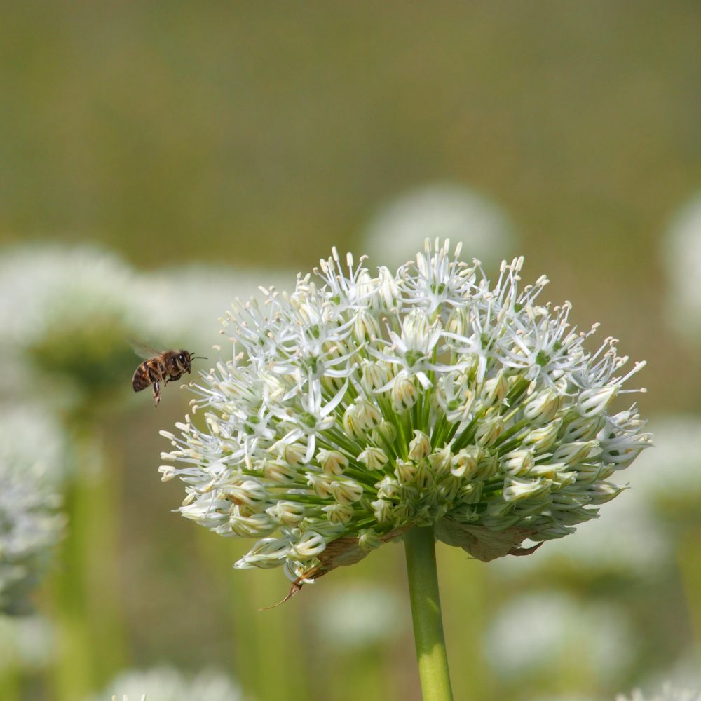 Allium Mount Everest 5 st. BIO