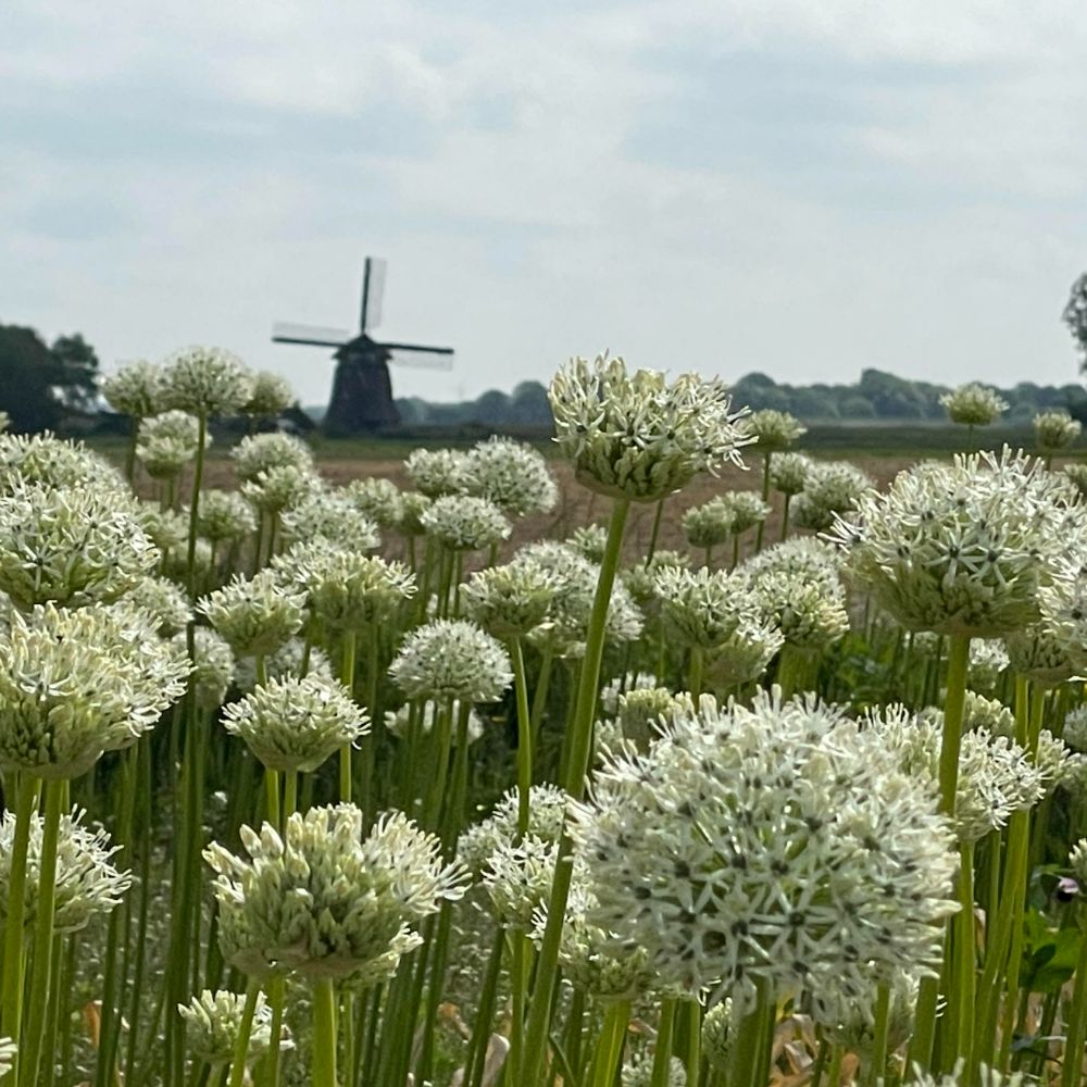 Allium Mount Everest 5 st. BIO