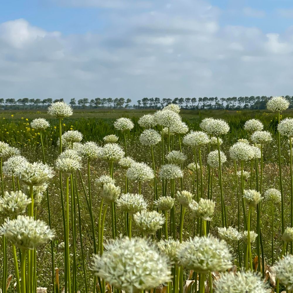 Allium Mount Everest 5 st. BIO
