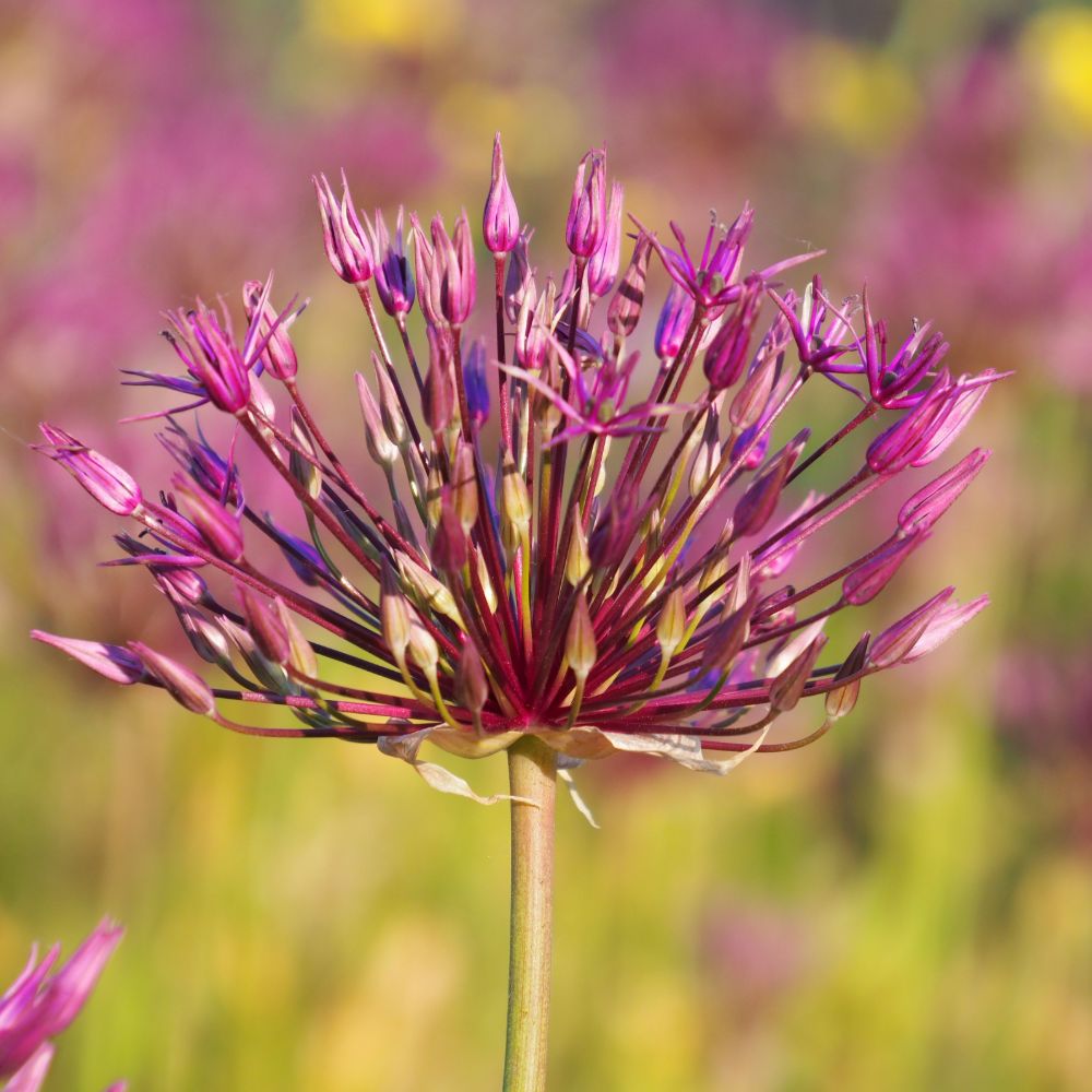 Allium Purple Rain 5 st. BIO