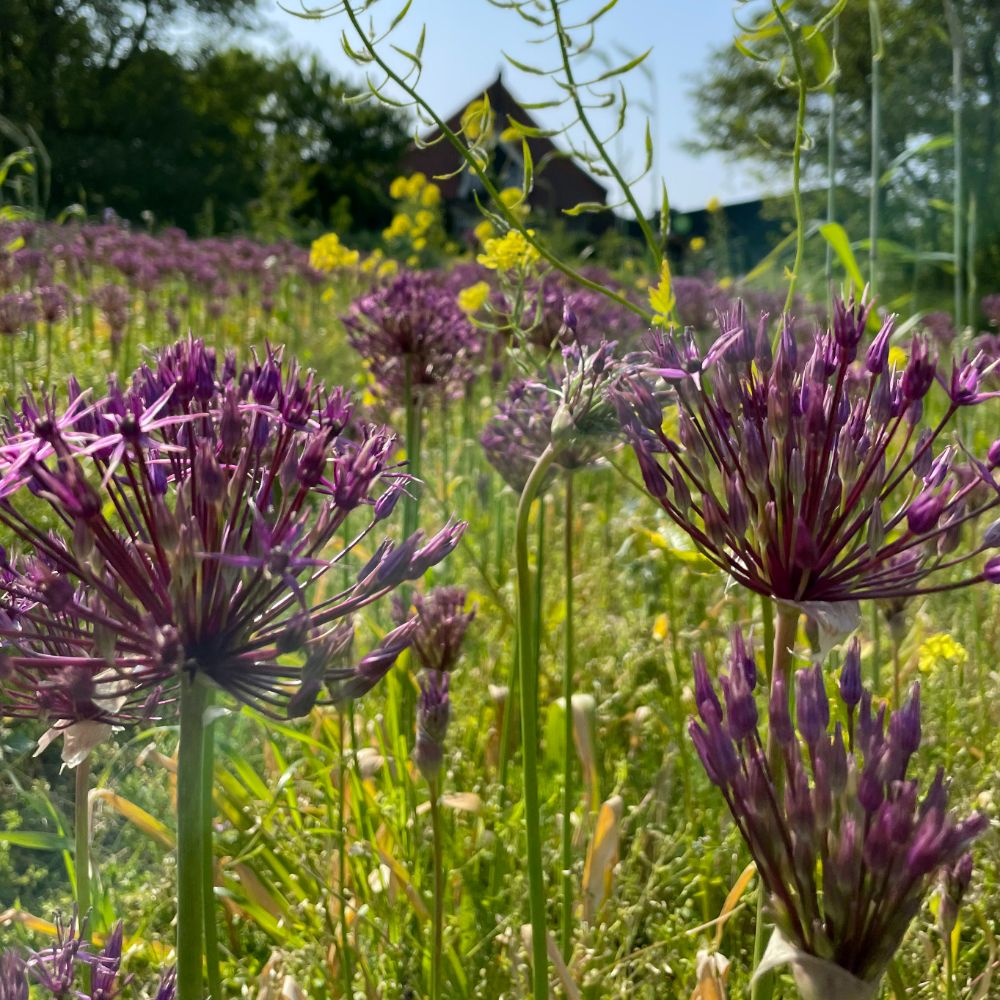 Allium Purple Rain 5 st. BIO