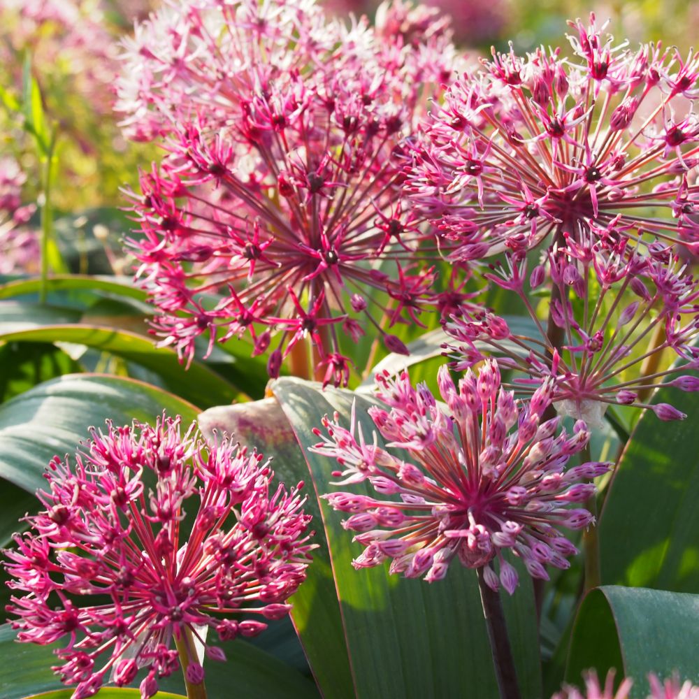 Allium Red Giant Star 5 st. BIO