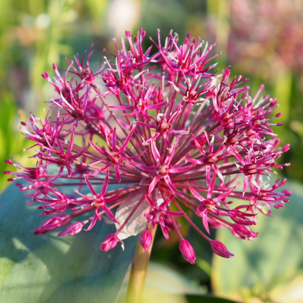 Allium Red Giant Star 5 st. BIO