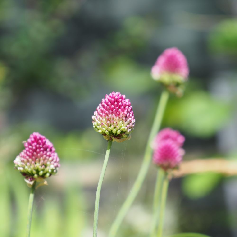 Allium Sphaerocephalon (Trommelstokjes) 10 st. BIO