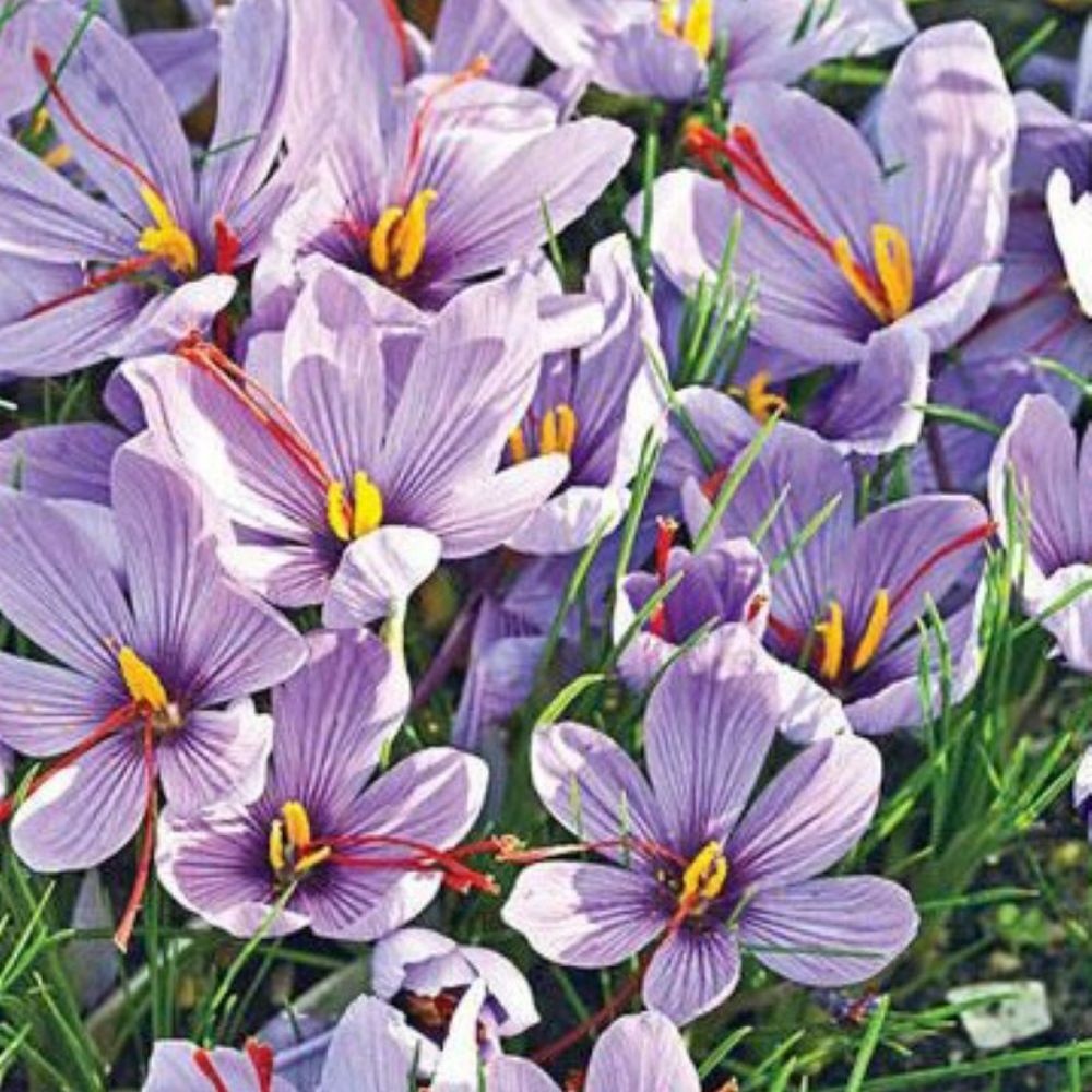 Krokus Sativus 10 st. BIO