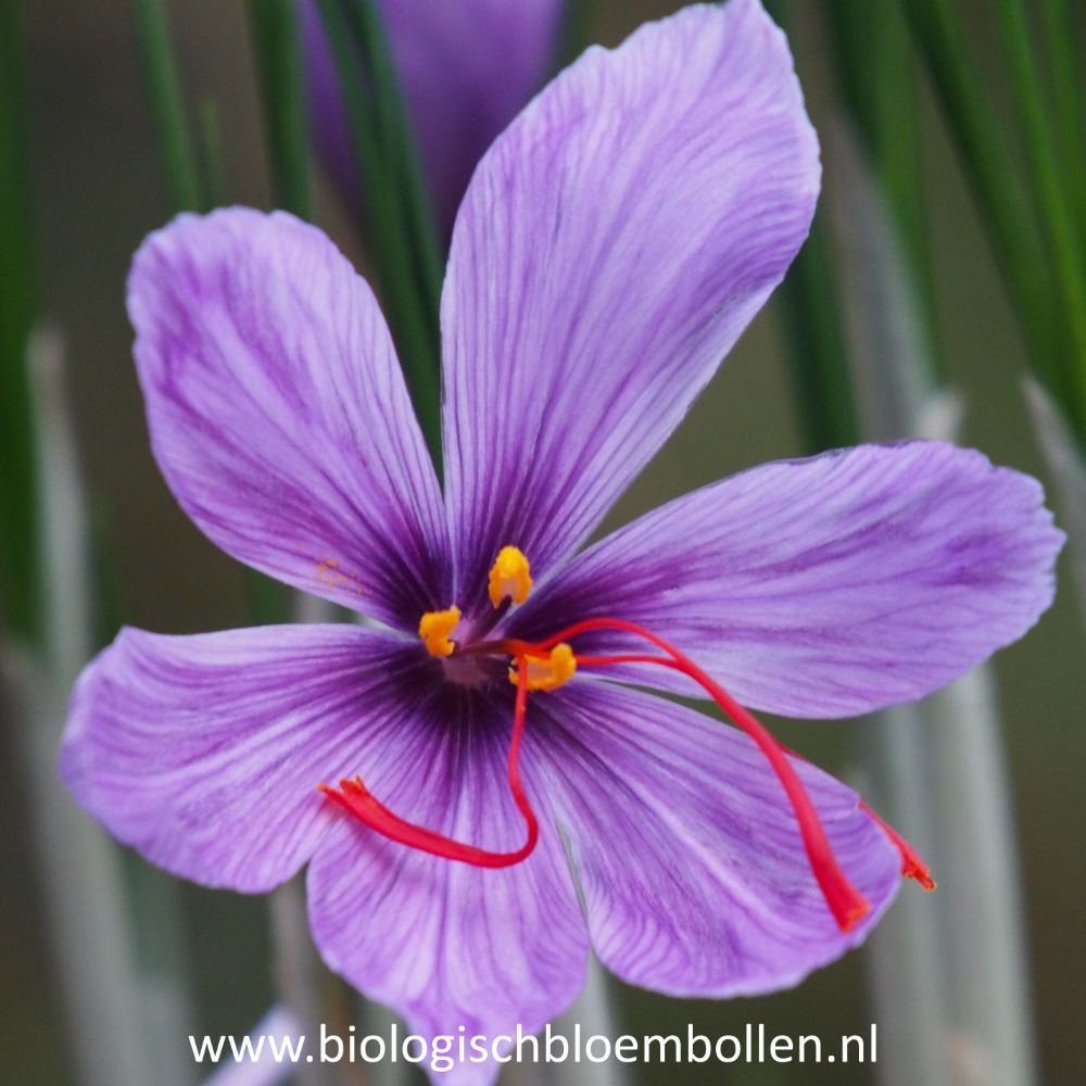 Krokus Sativus 10 st. BIO
