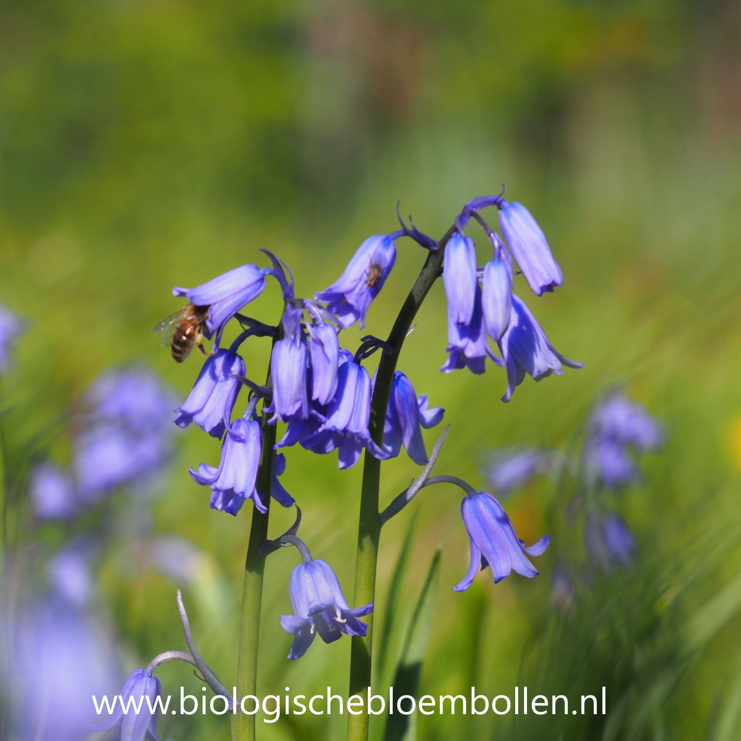 Boshyacint Blauw 10 st. BIO