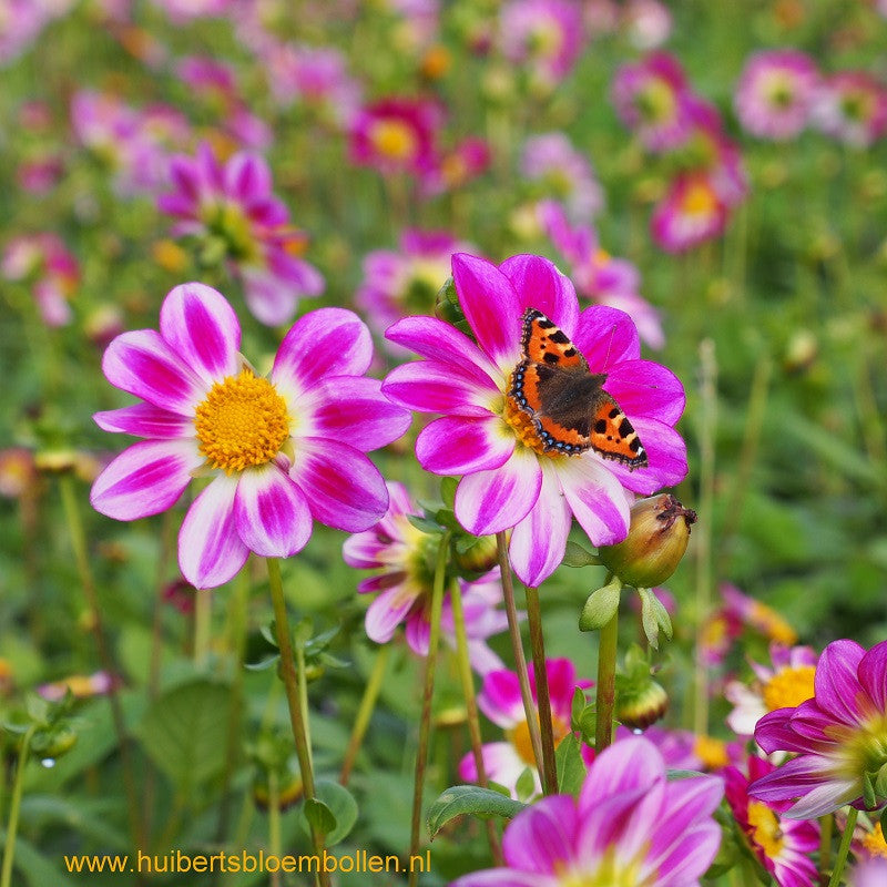 Dahlia Freya&