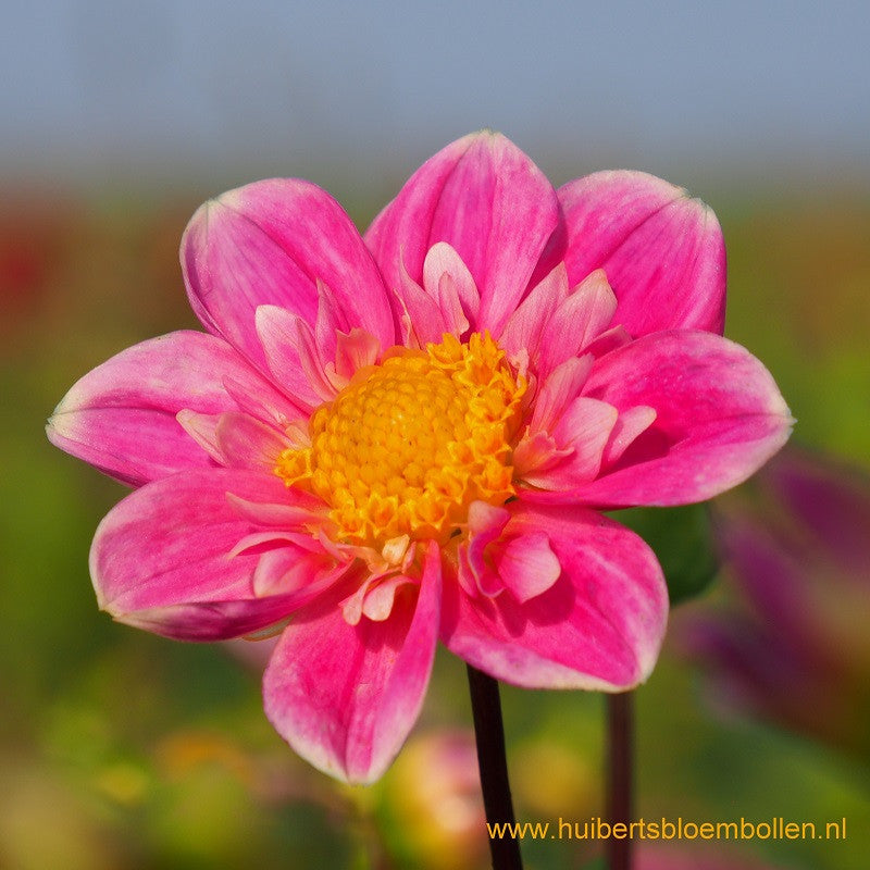 Dahlia Hartenaas - BIO per stuk