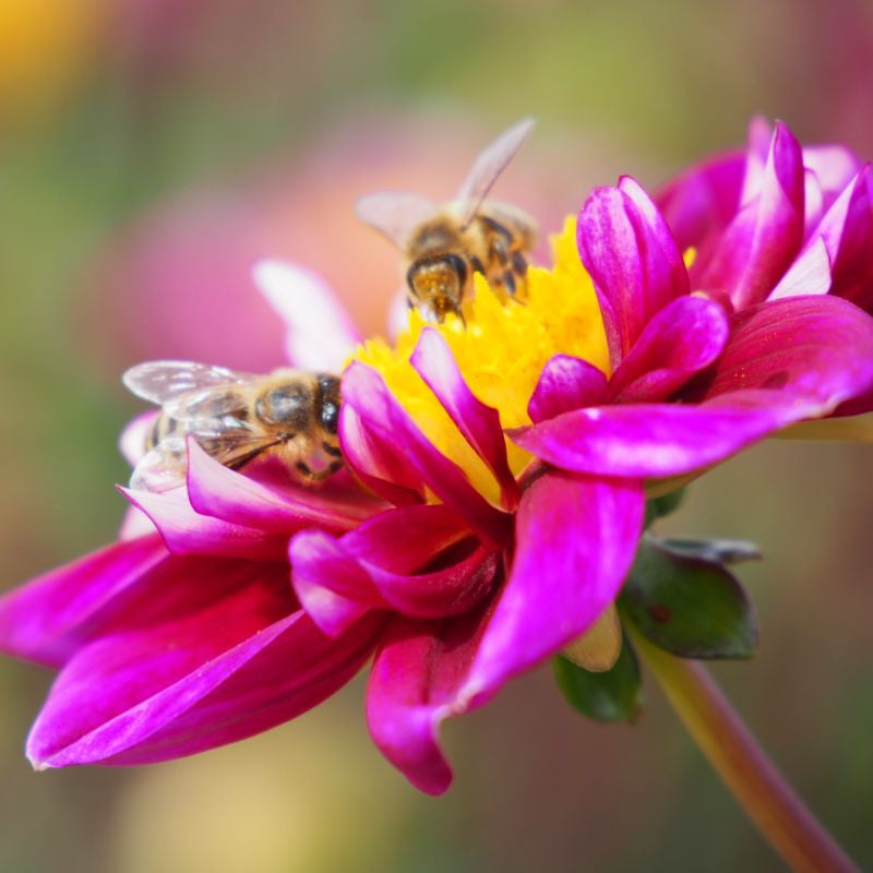 Dahlia Impression Fantastico - BIO per stuk