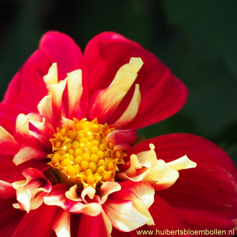 Dahlia Impression Festivo - BIO per stuk
