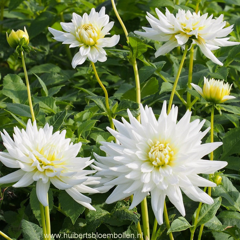 Dahlia My Love - BIO per stuk