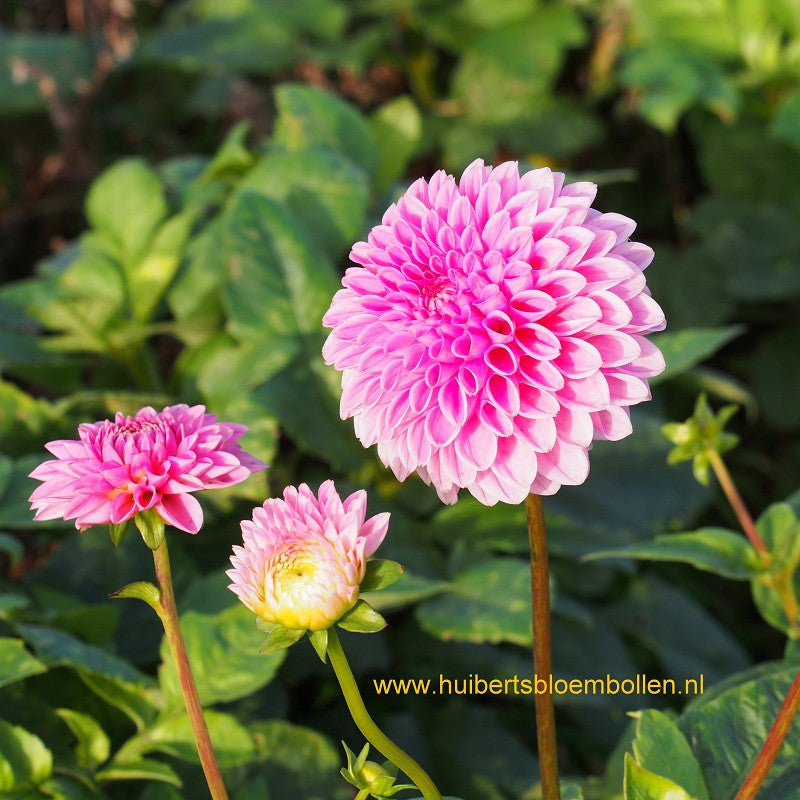 Dahlia Sandra - BIO per stuk