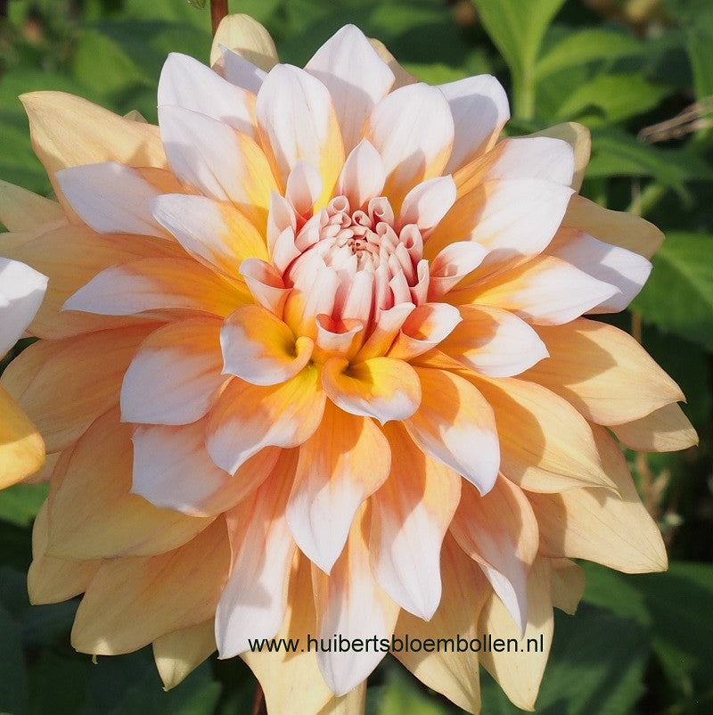 Dahlia Seattle - BIO per stuk