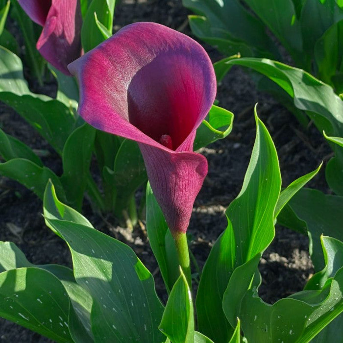 BIO Calla aubergine, per stuk