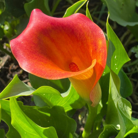 BIO Calla Oranje, per stuk