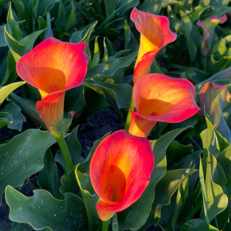 BIO Calla Oranje, per stuk