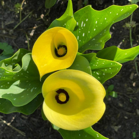BIO Calla Geel, per stuk