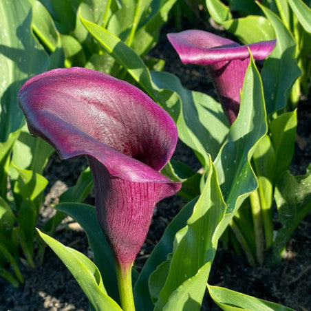 BIO Calla aubergine, per stuk