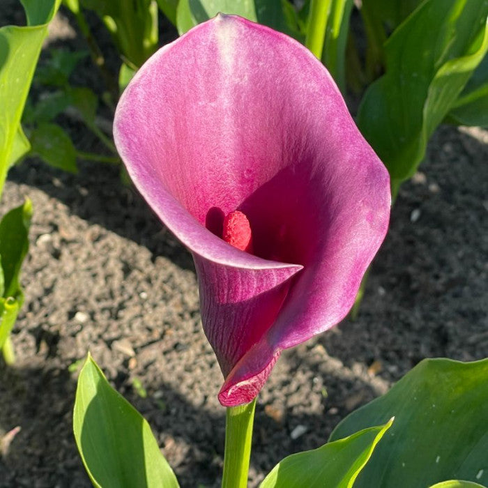 BIO Calla Paars, per stuk