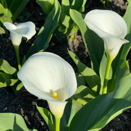 BIO Calla Wit, per stuk