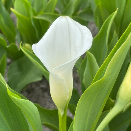 BIO Calla Wit, per stuk