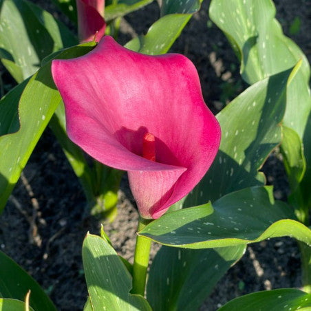 BIO Calla Roze, per stuk