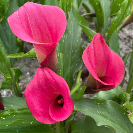BIO Calla Roze, per stuk