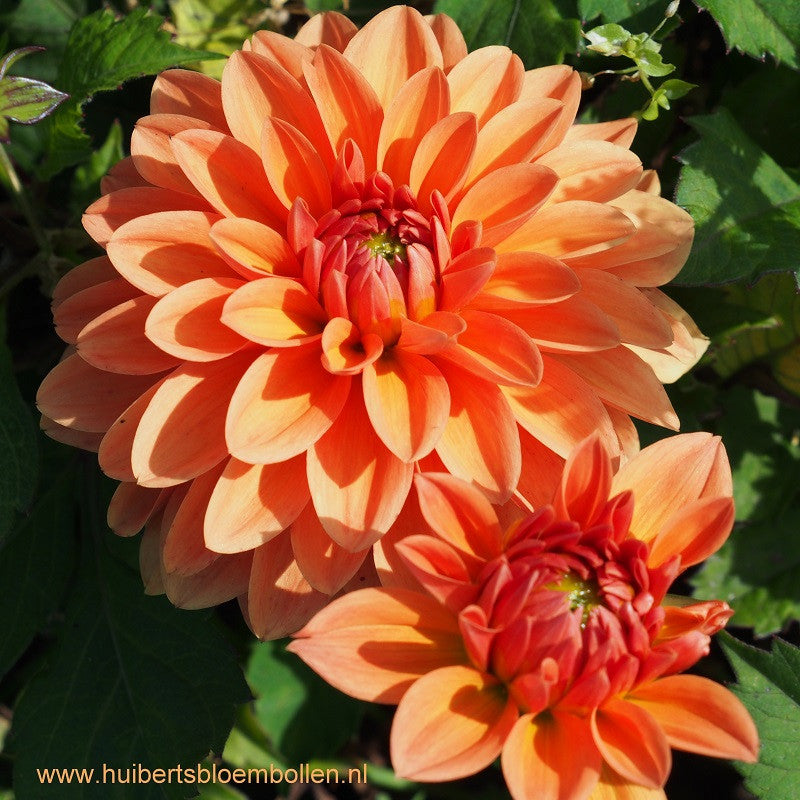 Dahlia Summerflame- BIO per stuk