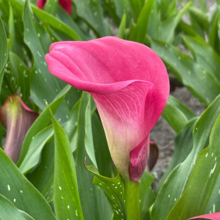 BIO Calla Roze, per stuk
