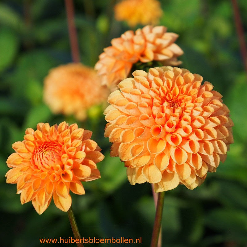 Dahlia Sylvia (Maren) - BIO per stuk