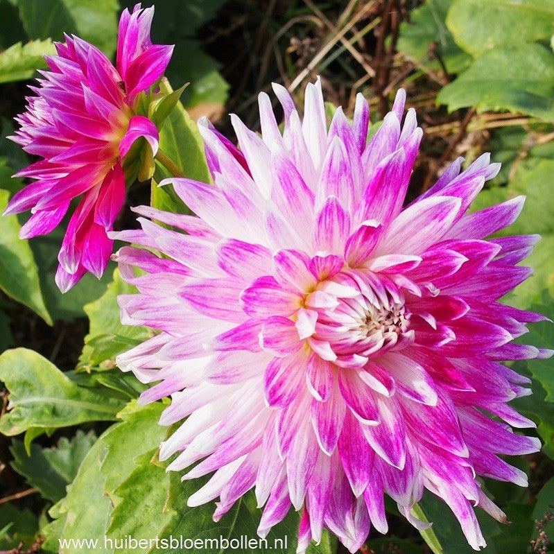 Dahlia Vancouver- BIO per stuk