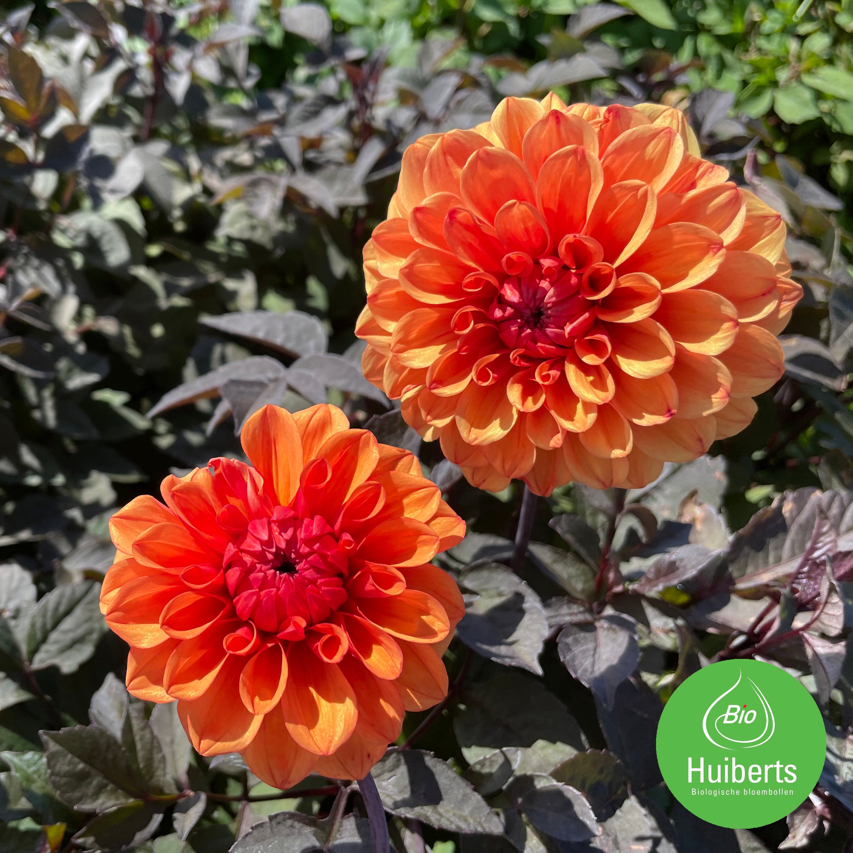 BIO Dahlia David Howard