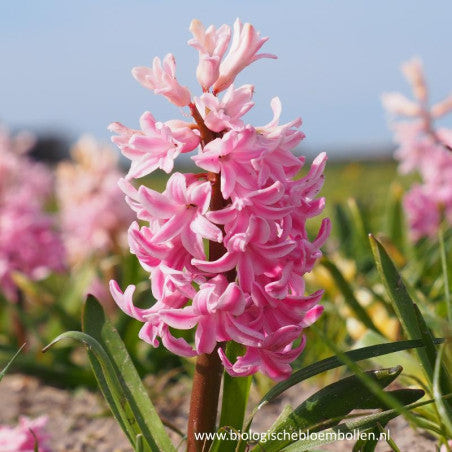 Hyacint Roze 5 st. BIO