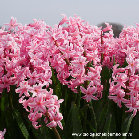 Hyacint Roze 5 st. BIO