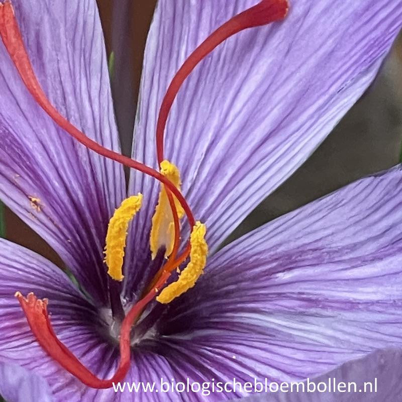Krokus Sativus 10 st. BIO