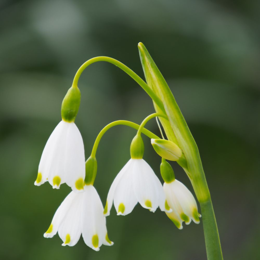 Leucojum Aestivum Gravetye Giant 5 st. BIO