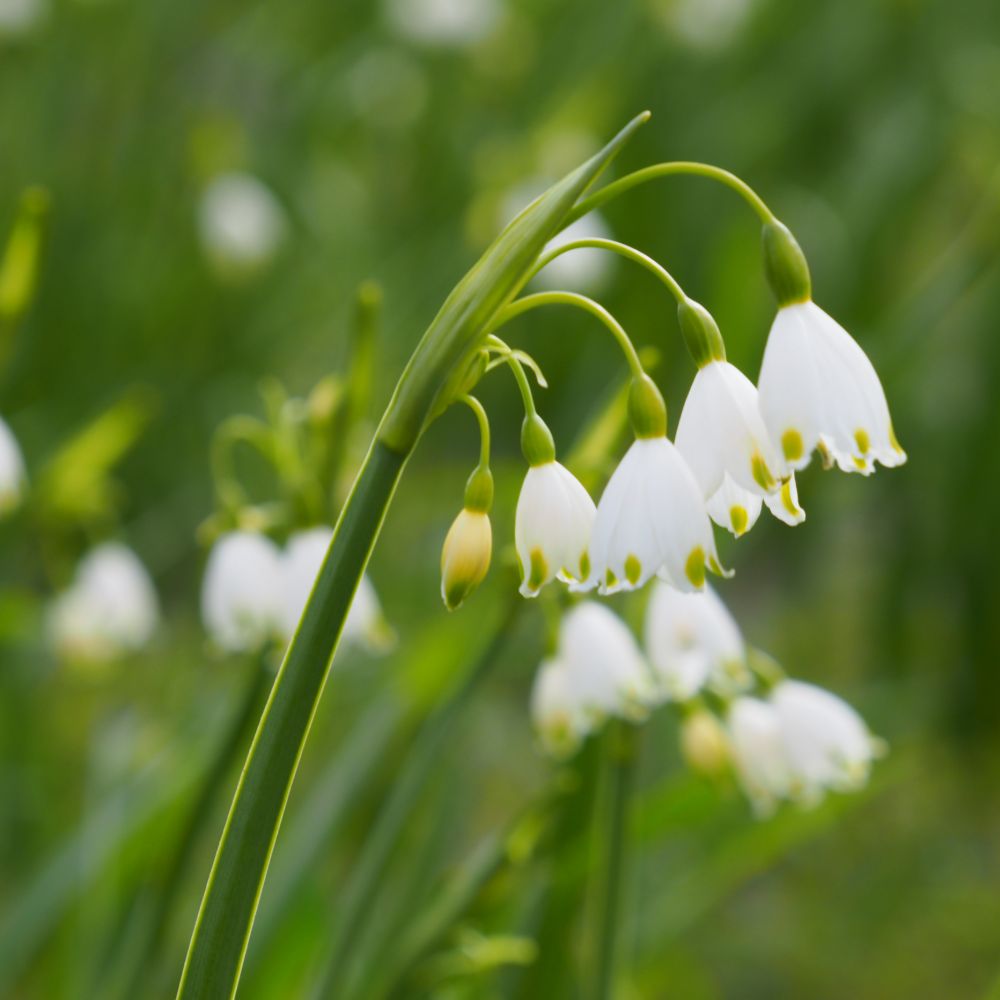 Leucojum Aestivum Gravetye Giant 5 st. BIO