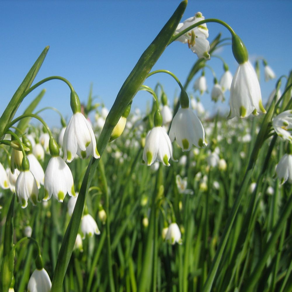 Leucojum Aestivum Gravetye Giant 5 st. BIO