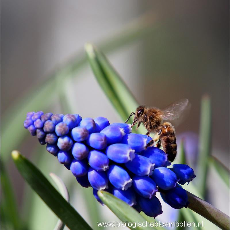 Muscari Armeniacum 10 st. BIO