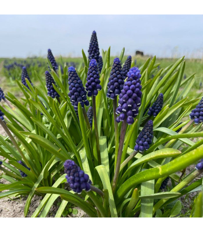 Muscari Latifolium 10 st. BIO