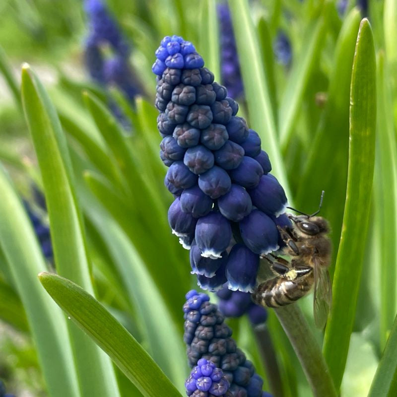 Muscari Latifolium 10 st. BIO