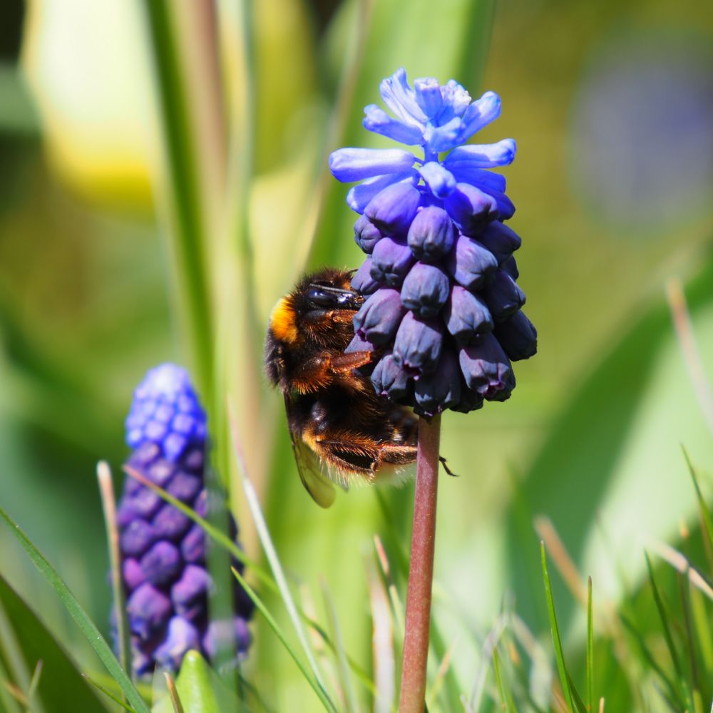 Muscari Latifolium 10 st. BIO
