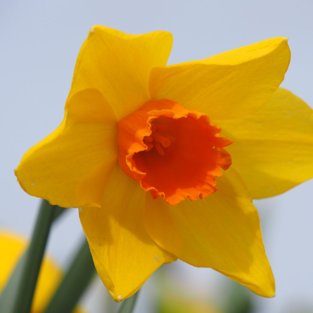 Narcissus Brackenhurst 10 st. BIO